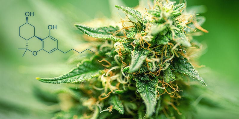 What You Need To Know About Hexahydrocannabinol (HHC) - Zamnesia Blog